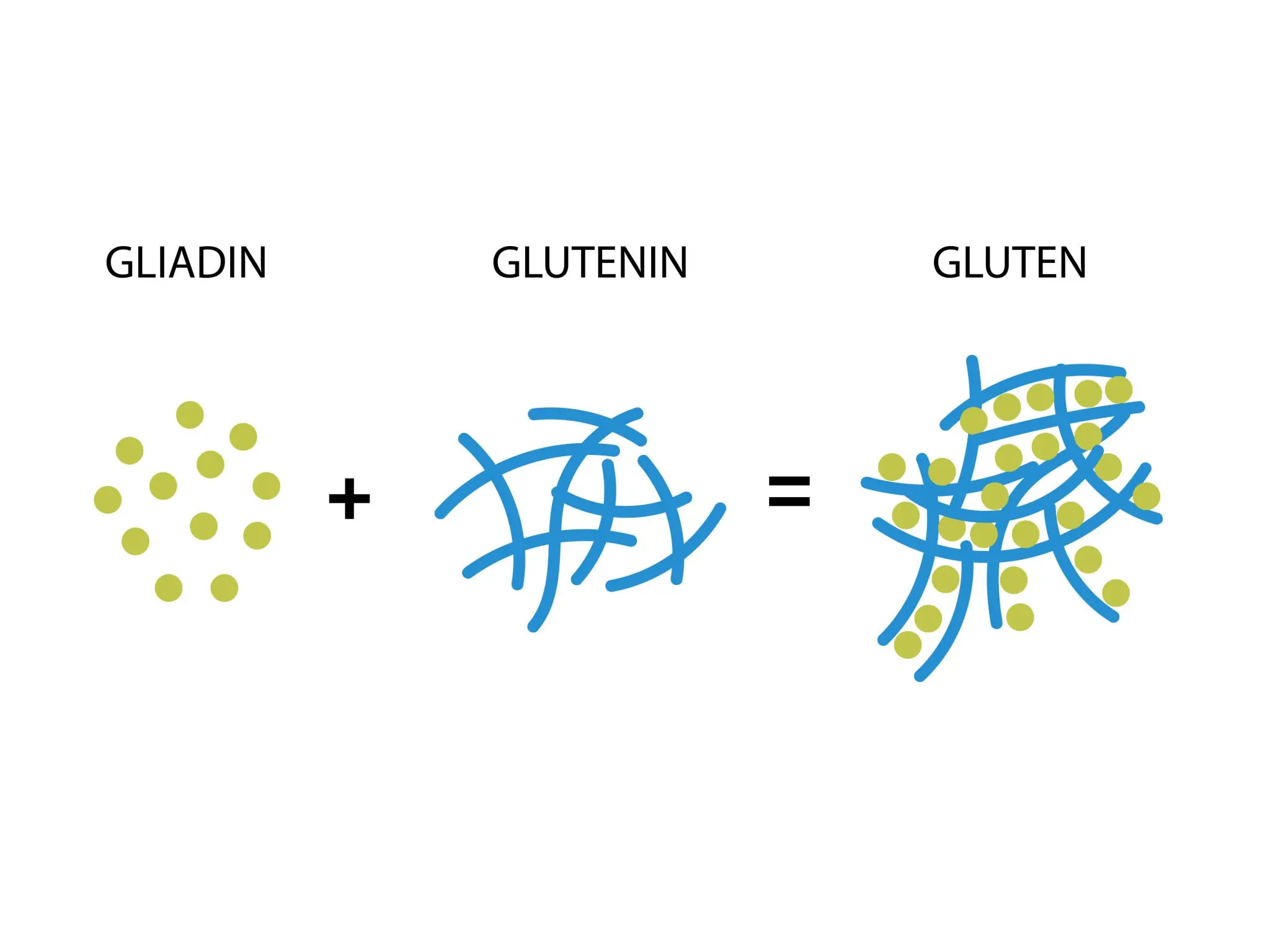 sự hình thành gluten